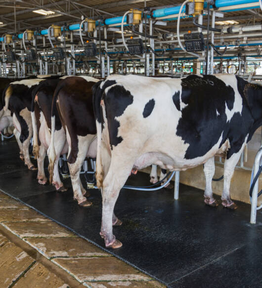 Se Alquila explotación ganadera